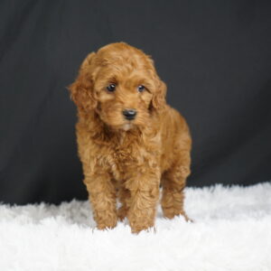 Adopt F1b Mini Goldendoodle, adorable f1b Hypoallergenic mini Goldendoodles, Adorable mini Goldendoodle for adoption, Buy mini Goldendoodle puppy, Goldendoodle mini mix litter, Goldendoodles mini size for sale, Designer Mini Goldendoodles F1b, Designer mini Goldendoodles puppies, F1b Mini Goldendoodles adoption, F1b Mini Goldendoodles full grown, F1b Mini Goldendoodles price, F1b Mini Goldendoodles puppies available, F1b Mini Goldendoodles puppy care, F1b Mini Goldendoodles puppy listings, F1b Mini Goldendoodles waiting list, F1b Mini Goldendoodles for sale near me,