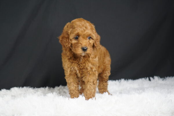 Adopt F1b Mini Goldendoodle, adorable f1b Hypoallergenic mini Goldendoodles, Adorable mini Goldendoodle for adoption, Buy mini Goldendoodle puppy, Goldendoodle mini mix litter, Goldendoodles mini size for sale, Designer Mini Goldendoodles F1b, Designer mini Goldendoodles puppies, F1b Mini Goldendoodles adoption, F1b Mini Goldendoodles full grown, F1b Mini Goldendoodles price, F1b Mini Goldendoodles puppies available, F1b Mini Goldendoodles puppy care, F1b Mini Goldendoodles puppy listings, F1b Mini Goldendoodles waiting list, F1b Mini Goldendoodles for sale near me,