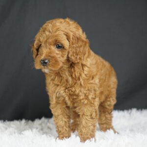 Adopt F1b Mini Goldendoodle, adorable f1b Hypoallergenic mini Goldendoodles, Adorable mini Goldendoodle for adoption, Buy mini Goldendoodle puppy, Goldendoodle mini mix litter, Goldendoodles mini size for sale, Designer Mini Goldendoodles F1b, Designer mini Goldendoodles puppies, F1b Mini Goldendoodles adoption, F1b Mini Goldendoodles full grown, F1b Mini Goldendoodles price, F1b Mini Goldendoodles puppies available, F1b Mini Goldendoodles puppy care, F1b Mini Goldendoodles puppy listings, F1b Mini Goldendoodles waiting list, F1b Mini Goldendoodles for sale near me,