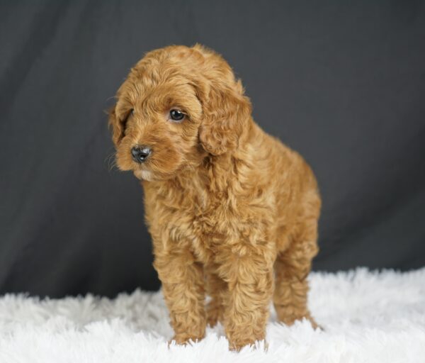 Adopt F1b Mini Goldendoodle, adorable f1b Hypoallergenic mini Goldendoodles, Adorable mini Goldendoodle for adoption, Buy mini Goldendoodle puppy, Goldendoodle mini mix litter, Goldendoodles mini size for sale, Designer Mini Goldendoodles F1b, Designer mini Goldendoodles puppies, F1b Mini Goldendoodles adoption, F1b Mini Goldendoodles full grown, F1b Mini Goldendoodles price, F1b Mini Goldendoodles puppies available, F1b Mini Goldendoodles puppy care, F1b Mini Goldendoodles puppy listings, F1b Mini Goldendoodles waiting list, F1b Mini Goldendoodles for sale near me,