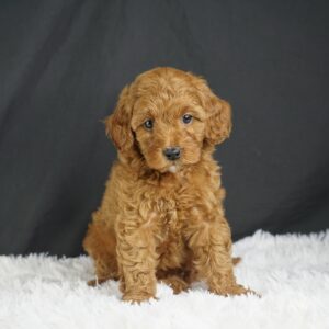 Adopt F1b Mini Goldendoodle, adorable f1b Hypoallergenic mini Goldendoodles, Adorable mini Goldendoodle for adoption, Buy mini Goldendoodle puppy, Goldendoodle mini mix litter, Goldendoodles mini size for sale, Designer Mini Goldendoodles F1b, Designer mini Goldendoodles puppies, F1b Mini Goldendoodles adoption, F1b Mini Goldendoodles full grown, F1b Mini Goldendoodles price, F1b Mini Goldendoodles puppies available, F1b Mini Goldendoodles puppy care, F1b Mini Goldendoodles puppy listings, F1b Mini Goldendoodles waiting list, F1b Mini Goldendoodles for sale near me,