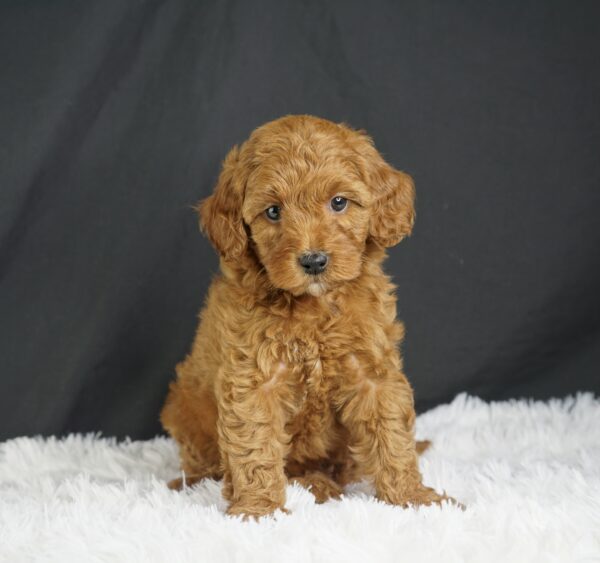 Adopt F1b Mini Goldendoodle, adorable f1b Hypoallergenic mini Goldendoodles, Adorable mini Goldendoodle for adoption, Buy mini Goldendoodle puppy, Goldendoodle mini mix litter, Goldendoodles mini size for sale, Designer Mini Goldendoodles F1b, Designer mini Goldendoodles puppies, F1b Mini Goldendoodles adoption, F1b Mini Goldendoodles full grown, F1b Mini Goldendoodles price, F1b Mini Goldendoodles puppies available, F1b Mini Goldendoodles puppy care, F1b Mini Goldendoodles puppy listings, F1b Mini Goldendoodles waiting list, F1b Mini Goldendoodles for sale near me,