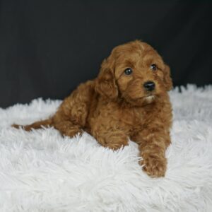 Adopt F1b Mini Goldendoodle, adorable f1b Hypoallergenic mini Goldendoodles, Adorable mini Goldendoodle for adoption, Buy mini Goldendoodle puppy, Goldendoodle mini mix litter, Goldendoodles mini size for sale, Designer Mini Goldendoodles F1b, Designer mini Goldendoodles puppies, F1b Mini Goldendoodles adoption, F1b Mini Goldendoodles full grown, F1b Mini Goldendoodles price, F1b Mini Goldendoodles puppies available, F1b Mini Goldendoodles puppy care, F1b Mini Goldendoodles puppy listings, F1b Mini Goldendoodles waiting list, F1b Mini Goldendoodles for sale near me,