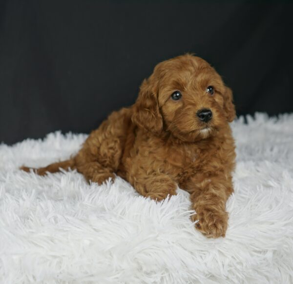 Adopt F1b Mini Goldendoodle, adorable f1b Hypoallergenic mini Goldendoodles, Adorable mini Goldendoodle for adoption, Buy mini Goldendoodle puppy, Goldendoodle mini mix litter, Goldendoodles mini size for sale, Designer Mini Goldendoodles F1b, Designer mini Goldendoodles puppies, F1b Mini Goldendoodles adoption, F1b Mini Goldendoodles full grown, F1b Mini Goldendoodles price, F1b Mini Goldendoodles puppies available, F1b Mini Goldendoodles puppy care, F1b Mini Goldendoodles puppy listings, F1b Mini Goldendoodles waiting list, F1b Mini Goldendoodles for sale near me,
