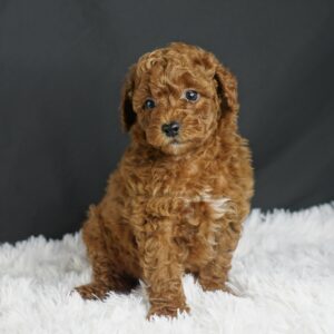Adopt F1b Mini Goldendoodle, adorable f1b Hypoallergenic mini Goldendoodles, Adorable mini Goldendoodle for adoption, Buy mini Goldendoodle puppy, Goldendoodle mini mix litter, Goldendoodles mini size for sale, Designer Mini Goldendoodles F1b, Designer mini Goldendoodles puppies, F1b Mini Goldendoodles adoption, F1b Mini Goldendoodles full grown, F1b Mini Goldendoodles price, F1b Mini Goldendoodles puppies available, F1b Mini Goldendoodles puppy care, F1b Mini Goldendoodles puppy listings, F1b Mini Goldendoodles waiting list, F1b Mini Goldendoodles for sale near me,