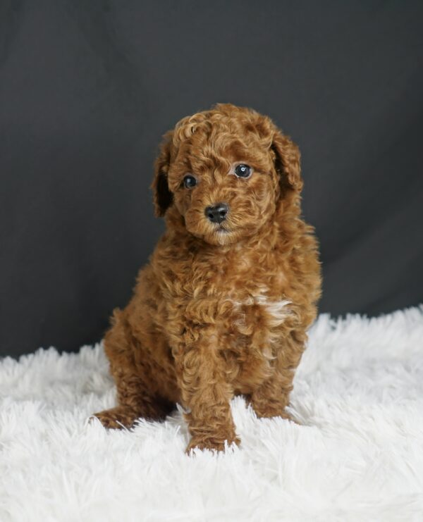 Adopt F1b Mini Goldendoodle, adorable f1b Hypoallergenic mini Goldendoodles, Adorable mini Goldendoodle for adoption, Buy mini Goldendoodle puppy, Goldendoodle mini mix litter, Goldendoodles mini size for sale, Designer Mini Goldendoodles F1b, Designer mini Goldendoodles puppies, F1b Mini Goldendoodles adoption, F1b Mini Goldendoodles full grown, F1b Mini Goldendoodles price, F1b Mini Goldendoodles puppies available, F1b Mini Goldendoodles puppy care, F1b Mini Goldendoodles puppy listings, F1b Mini Goldendoodles waiting list, F1b Mini Goldendoodles for sale near me,