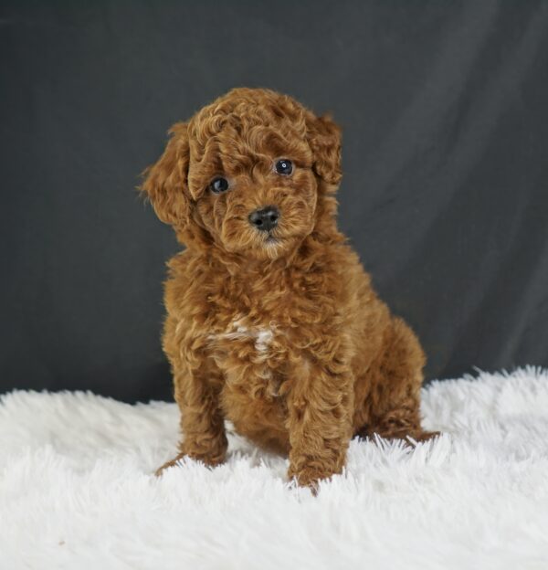 Adopt F1b Mini Goldendoodle, adorable f1b Hypoallergenic mini Goldendoodles, Adorable mini Goldendoodle for adoption, Buy mini Goldendoodle puppy, Goldendoodle mini mix litter, Goldendoodles mini size for sale, Designer Mini Goldendoodles F1b, Designer mini Goldendoodles puppies, F1b Mini Goldendoodles adoption, F1b Mini Goldendoodles full grown, F1b Mini Goldendoodles price, F1b Mini Goldendoodles puppies available, F1b Mini Goldendoodles puppy care, F1b Mini Goldendoodles puppy listings, F1b Mini Goldendoodles waiting list, F1b Mini Goldendoodles for sale near me,