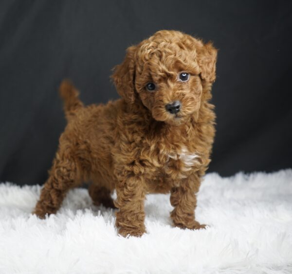 Adopt F1b Mini Goldendoodle, adorable f1b Hypoallergenic mini Goldendoodles, Adorable mini Goldendoodle for adoption, Buy mini Goldendoodle puppy, Goldendoodle mini mix litter, Goldendoodles mini size for sale, Designer Mini Goldendoodles F1b, Designer mini Goldendoodles puppies, F1b Mini Goldendoodles adoption, F1b Mini Goldendoodles full grown, F1b Mini Goldendoodles price, F1b Mini Goldendoodles puppies available, F1b Mini Goldendoodles puppy care, F1b Mini Goldendoodles puppy listings, F1b Mini Goldendoodles waiting list, F1b Mini Goldendoodles for sale near me,