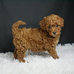 Adopt F1b Mini Goldendoodle, adorable f1b Hypoallergenic mini Goldendoodles, Adorable mini Goldendoodle for adoption, Buy mini Goldendoodle puppy, Goldendoodle mini mix litter, Goldendoodles mini size for sale, Designer Mini Goldendoodles F1b, Designer mini Goldendoodles puppies, F1b Mini Goldendoodles adoption, F1b Mini Goldendoodles full grown, F1b Mini Goldendoodles price, F1b Mini Goldendoodles puppies available, F1b Mini Goldendoodles puppy care, F1b Mini Goldendoodles puppy listings, F1b Mini Goldendoodles waiting list, F1b Mini Goldendoodles for sale near me,