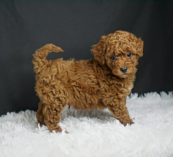 Adopt F1b Mini Goldendoodle, adorable f1b Hypoallergenic mini Goldendoodles, Adorable mini Goldendoodle for adoption, Buy mini Goldendoodle puppy, Goldendoodle mini mix litter, Goldendoodles mini size for sale, Designer Mini Goldendoodles F1b, Designer mini Goldendoodles puppies, F1b Mini Goldendoodles adoption, F1b Mini Goldendoodles full grown, F1b Mini Goldendoodles price, F1b Mini Goldendoodles puppies available, F1b Mini Goldendoodles puppy care, F1b Mini Goldendoodles puppy listings, F1b Mini Goldendoodles waiting list, F1b Mini Goldendoodles for sale near me,