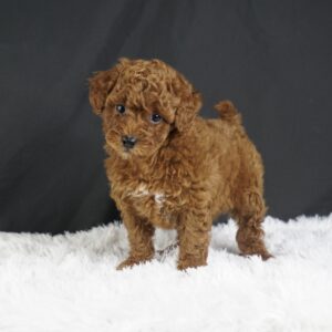 Adopt F1b Mini Goldendoodle, adorable f1b Hypoallergenic mini Goldendoodles, Adorable mini Goldendoodle for adoption, Buy mini Goldendoodle puppy, Goldendoodle mini mix litter, Goldendoodles mini size for sale, Designer Mini Goldendoodles F1b, Designer mini Goldendoodles puppies, F1b Mini Goldendoodles adoption, F1b Mini Goldendoodles full grown, F1b Mini Goldendoodles price, F1b Mini Goldendoodles puppies available, F1b Mini Goldendoodles puppy care, F1b Mini Goldendoodles puppy listings, F1b Mini Goldendoodles waiting list, F1b Mini Goldendoodles for sale near me,