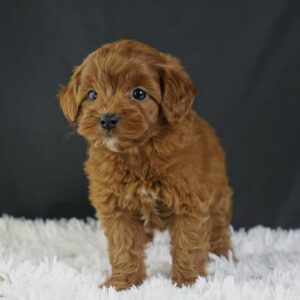 Adopt F1b Mini Goldendoodle, adorable f1b Hypoallergenic mini Goldendoodles, Adorable mini Goldendoodle for adoption, Buy mini Goldendoodle puppy, Goldendoodle mini mix litter, Goldendoodles mini size for sale, Designer Mini Goldendoodles F1b, Designer mini Goldendoodles puppies, F1b Mini Goldendoodles adoption, F1b Mini Goldendoodles full grown, F1b Mini Goldendoodles price, F1b Mini Goldendoodles puppies available, F1b Mini Goldendoodles puppy care, F1b Mini Goldendoodles puppy listings, F1b Mini Goldendoodles waiting list, F1b Mini Goldendoodles for sale near me,