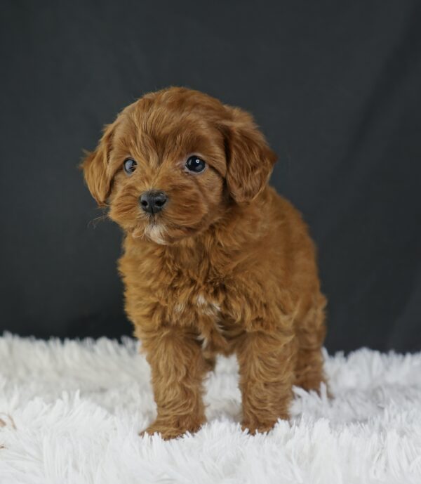 Adopt F1b Mini Goldendoodle, adorable f1b Hypoallergenic mini Goldendoodles, Adorable mini Goldendoodle for adoption, Buy mini Goldendoodle puppy, Goldendoodle mini mix litter, Goldendoodles mini size for sale, Designer Mini Goldendoodles F1b, Designer mini Goldendoodles puppies, F1b Mini Goldendoodles adoption, F1b Mini Goldendoodles full grown, F1b Mini Goldendoodles price, F1b Mini Goldendoodles puppies available, F1b Mini Goldendoodles puppy care, F1b Mini Goldendoodles puppy listings, F1b Mini Goldendoodles waiting list, F1b Mini Goldendoodles for sale near me,
