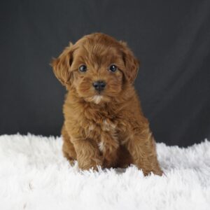 Adopt F1b Mini Goldendoodle, adorable f1b Hypoallergenic mini Goldendoodles, Adorable mini Goldendoodle for adoption, Buy mini Goldendoodle puppy, Goldendoodle mini mix litter, Goldendoodles mini size for sale, Designer Mini Goldendoodles F1b, Designer mini Goldendoodles puppies, F1b Mini Goldendoodles adoption, F1b Mini Goldendoodles full grown, F1b Mini Goldendoodles price, F1b Mini Goldendoodles puppies available, F1b Mini Goldendoodles puppy care, F1b Mini Goldendoodles puppy listings, F1b Mini Goldendoodles waiting list, F1b Mini Goldendoodles for sale near me,