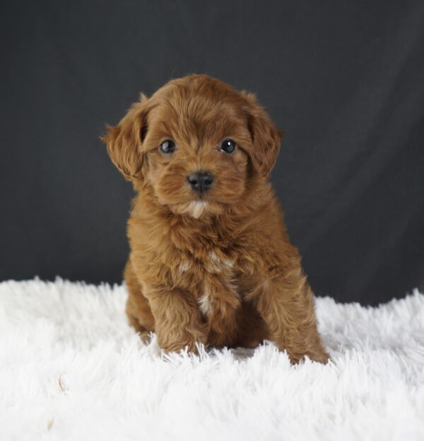 Adopt F1b Mini Goldendoodle, adorable f1b Hypoallergenic mini Goldendoodles, Adorable mini Goldendoodle for adoption, Buy mini Goldendoodle puppy, Goldendoodle mini mix litter, Goldendoodles mini size for sale, Designer Mini Goldendoodles F1b, Designer mini Goldendoodles puppies, F1b Mini Goldendoodles adoption, F1b Mini Goldendoodles full grown, F1b Mini Goldendoodles price, F1b Mini Goldendoodles puppies available, F1b Mini Goldendoodles puppy care, F1b Mini Goldendoodles puppy listings, F1b Mini Goldendoodles waiting list, F1b Mini Goldendoodles for sale near me,