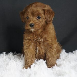 Adopt F1b Mini Goldendoodle, adorable f1b Hypoallergenic mini Goldendoodles, Adorable mini Goldendoodle for adoption, Buy mini Goldendoodle puppy, Goldendoodle mini mix litter, Goldendoodles mini size for sale, Designer Mini Goldendoodles F1b, Designer mini Goldendoodles puppies, F1b Mini Goldendoodles adoption, F1b Mini Goldendoodles full grown, F1b Mini Goldendoodles price, F1b Mini Goldendoodles puppies available, F1b Mini Goldendoodles puppy care, F1b Mini Goldendoodles puppy listings, F1b Mini Goldendoodles waiting list, F1b Mini Goldendoodles for sale near me,