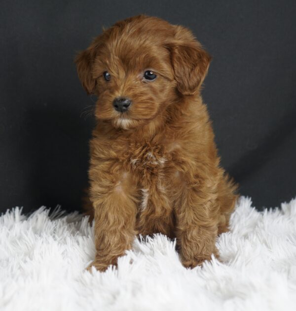 Adopt F1b Mini Goldendoodle, adorable f1b Hypoallergenic mini Goldendoodles, Adorable mini Goldendoodle for adoption, Buy mini Goldendoodle puppy, Goldendoodle mini mix litter, Goldendoodles mini size for sale, Designer Mini Goldendoodles F1b, Designer mini Goldendoodles puppies, F1b Mini Goldendoodles adoption, F1b Mini Goldendoodles full grown, F1b Mini Goldendoodles price, F1b Mini Goldendoodles puppies available, F1b Mini Goldendoodles puppy care, F1b Mini Goldendoodles puppy listings, F1b Mini Goldendoodles waiting list, F1b Mini Goldendoodles for sale near me,