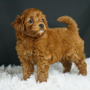 Adopt F1b Mini Goldendoodle, adorable f1b Hypoallergenic mini Goldendoodles, Adorable mini Goldendoodle for adoption, Buy mini Goldendoodle puppy, Goldendoodle mini mix litter, Goldendoodles mini size for sale, Designer Mini Goldendoodles F1b, Designer mini Goldendoodles puppies, F1b Mini Goldendoodles adoption, F1b Mini Goldendoodles full grown, F1b Mini Goldendoodles price, F1b Mini Goldendoodles puppies available, F1b Mini Goldendoodles puppy care, F1b Mini Goldendoodles puppy listings, F1b Mini Goldendoodles waiting list, F1b Mini Goldendoodles for sale near me,