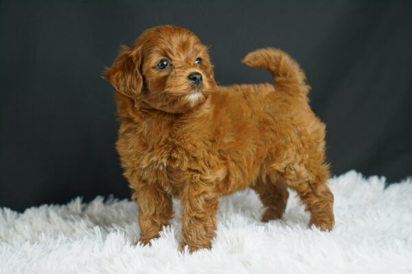 Adopt F1b Mini Goldendoodle, adorable f1b Hypoallergenic mini Goldendoodles, Adorable mini Goldendoodle for adoption, Buy mini Goldendoodle puppy, Goldendoodle mini mix litter, Goldendoodles mini size for sale, Designer Mini Goldendoodles F1b, Designer mini Goldendoodles puppies, F1b Mini Goldendoodles adoption, F1b Mini Goldendoodles full grown, F1b Mini Goldendoodles price, F1b Mini Goldendoodles puppies available, F1b Mini Goldendoodles puppy care, F1b Mini Goldendoodles puppy listings, F1b Mini Goldendoodles waiting list, F1b Mini Goldendoodles for sale near me,