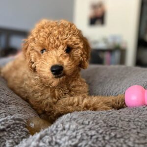 Mini Goldendoodle Puppy For Sale