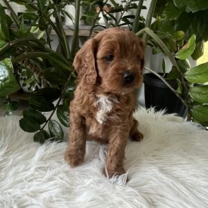 Jocelyn cavapoo puppy