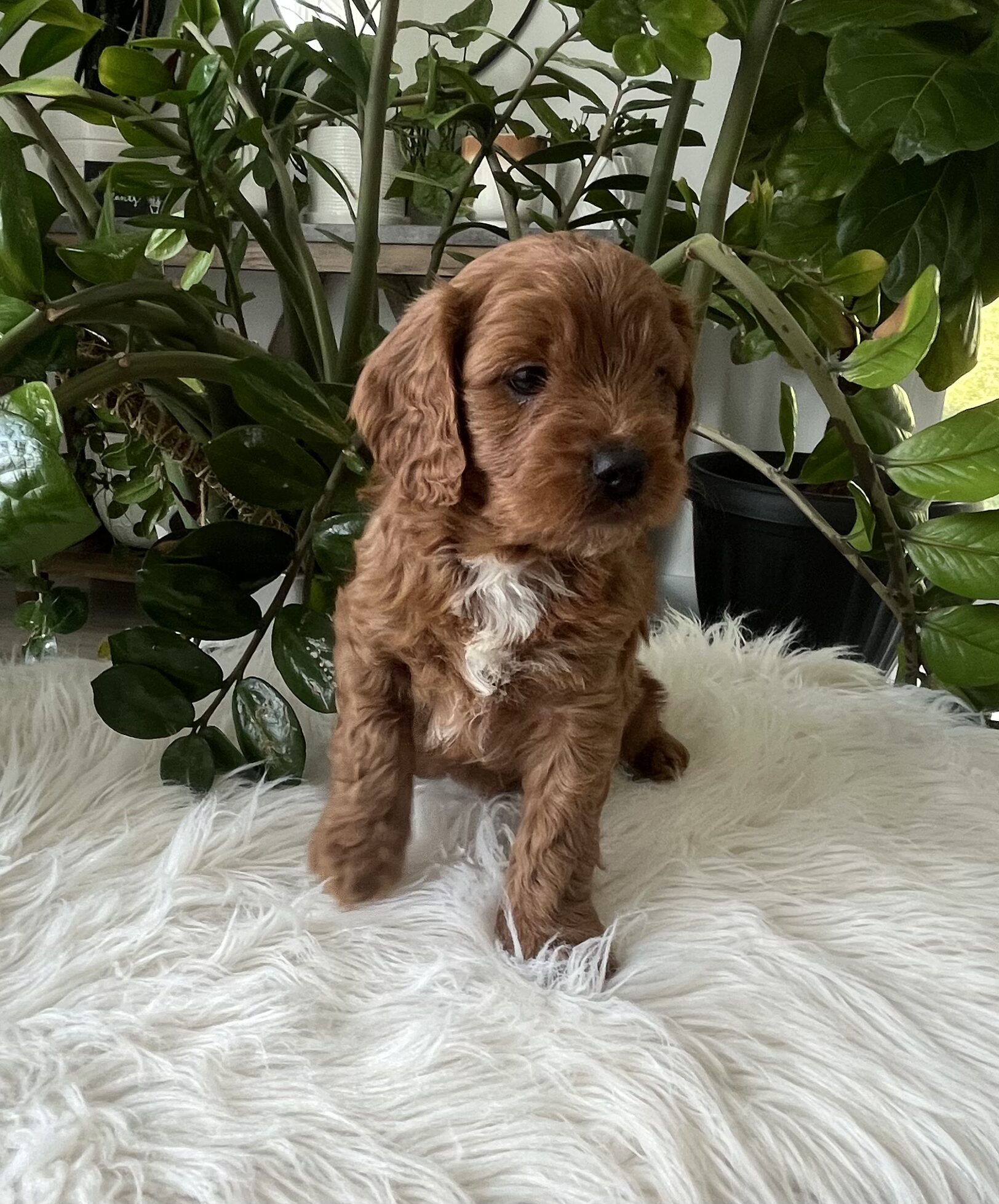 Jocelyn cavapoo puppy