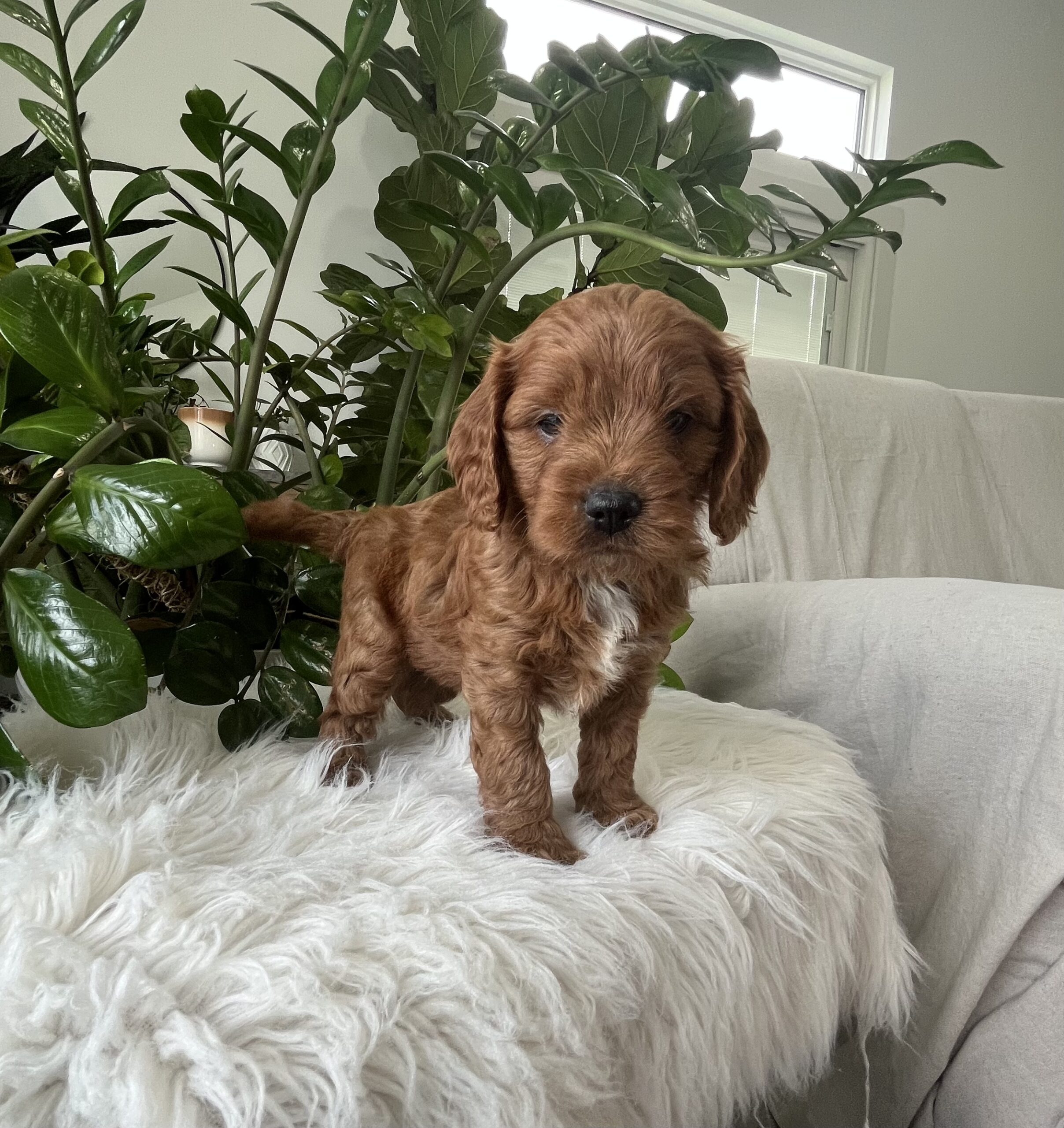Jocelyn cavapoo puppy - Image 2