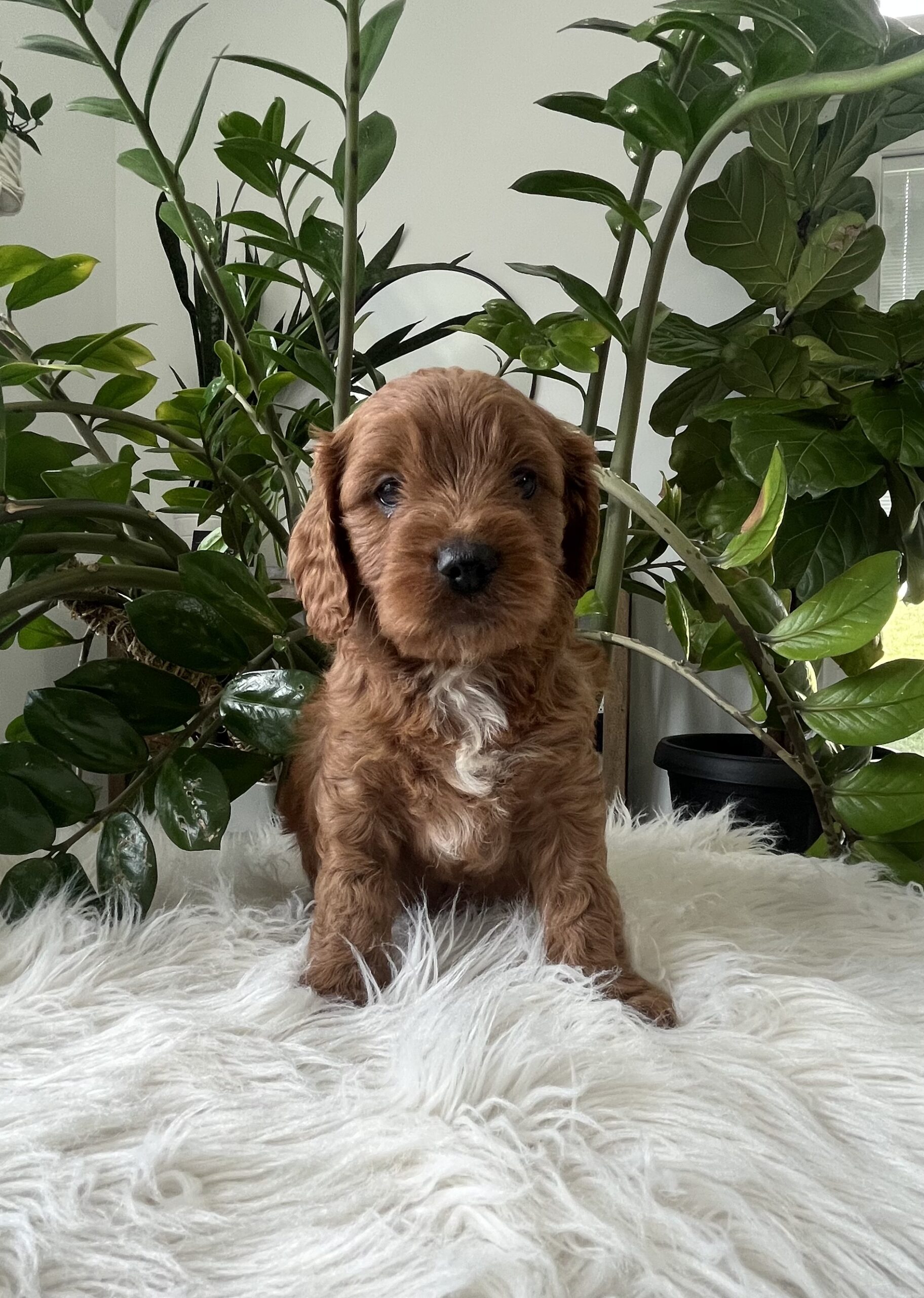 Jocelyn cavapoo puppy - Image 4