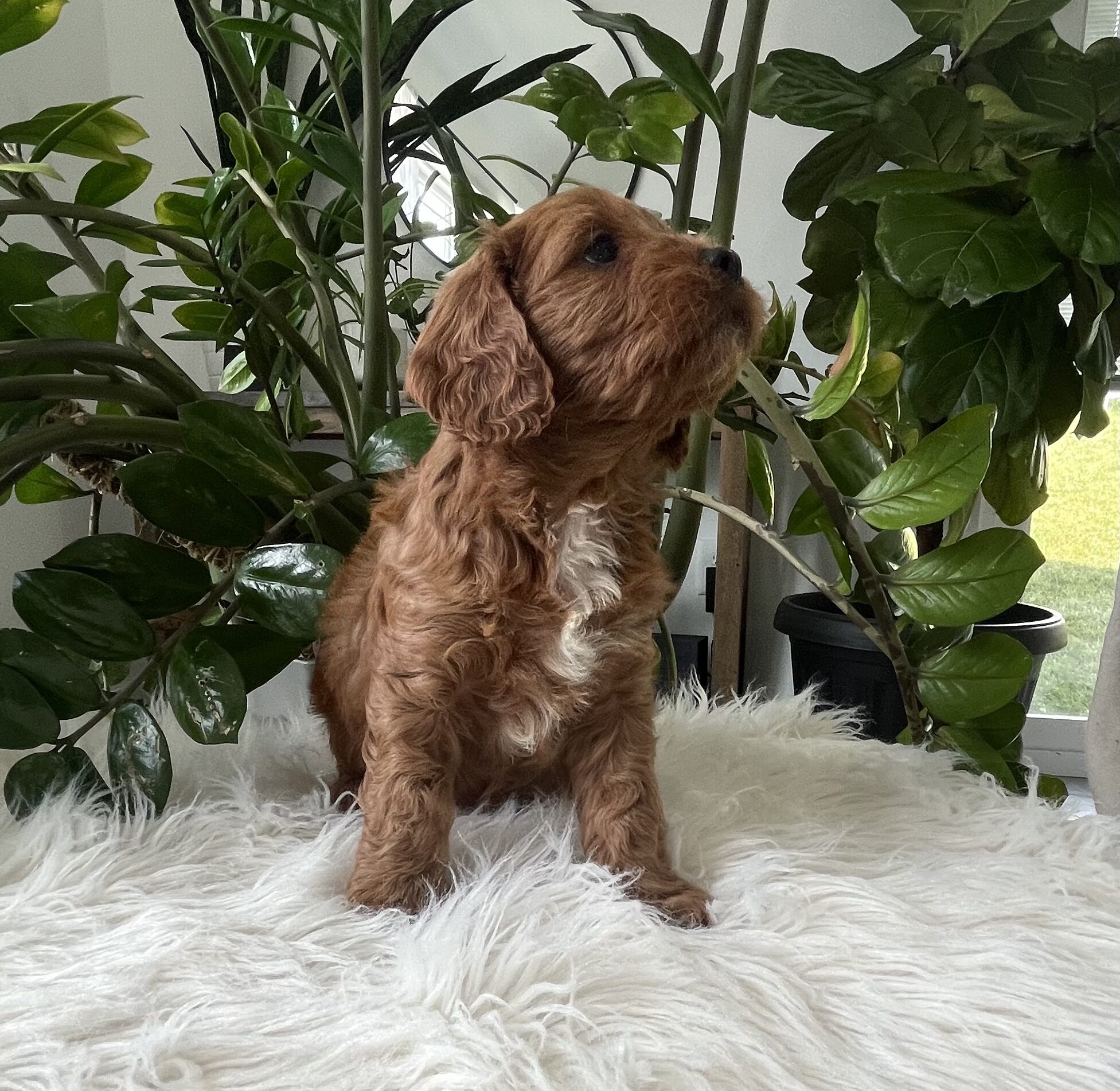 Jocelyn cavapoo puppy - Image 3