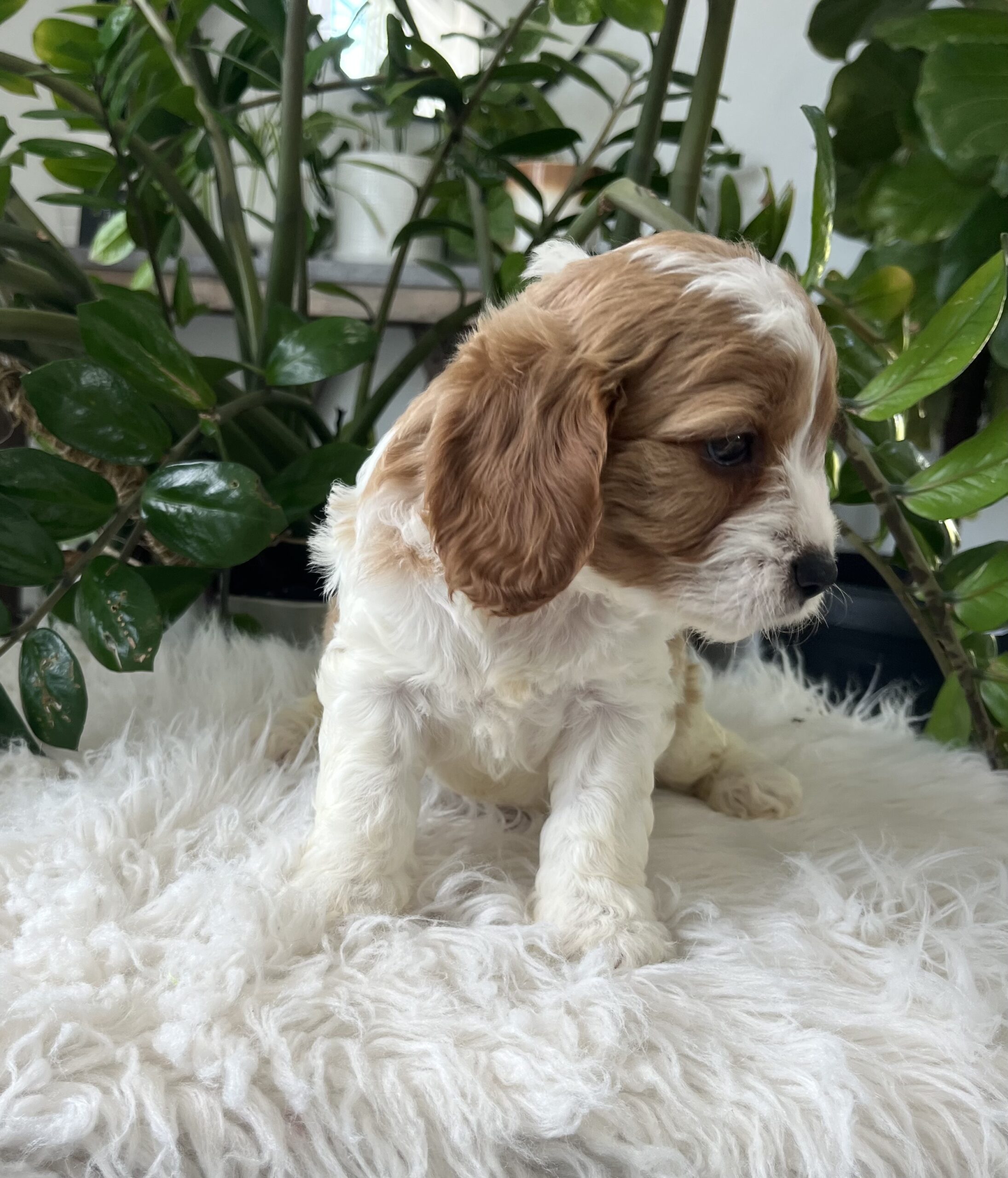 Kiana-Cavapoo Puppy - Image 3
