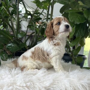 Kiana-Cavapoo Puppy