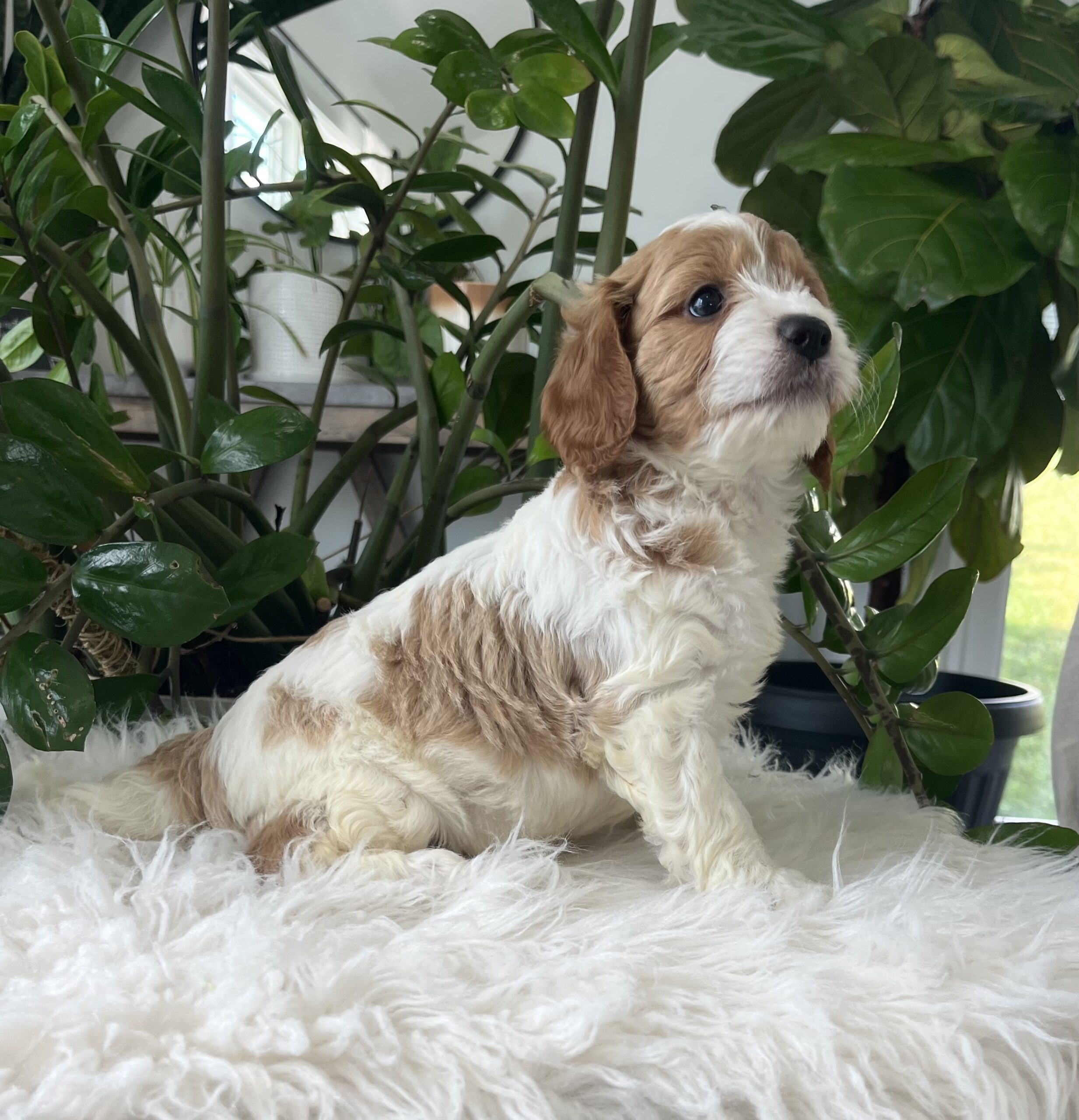 Kiana-Cavapoo Puppy
