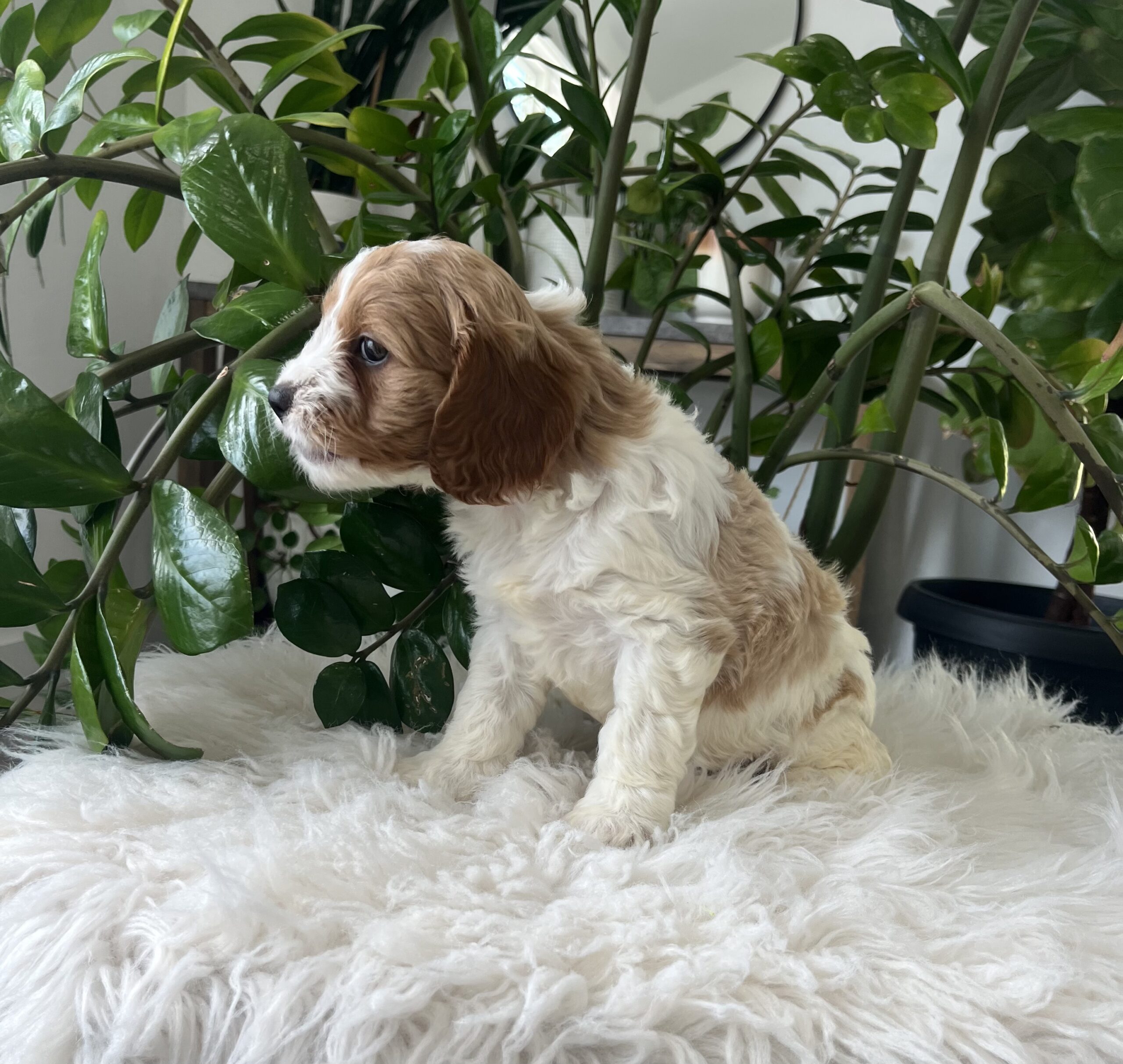 Kiana-Cavapoo Puppy - Image 5