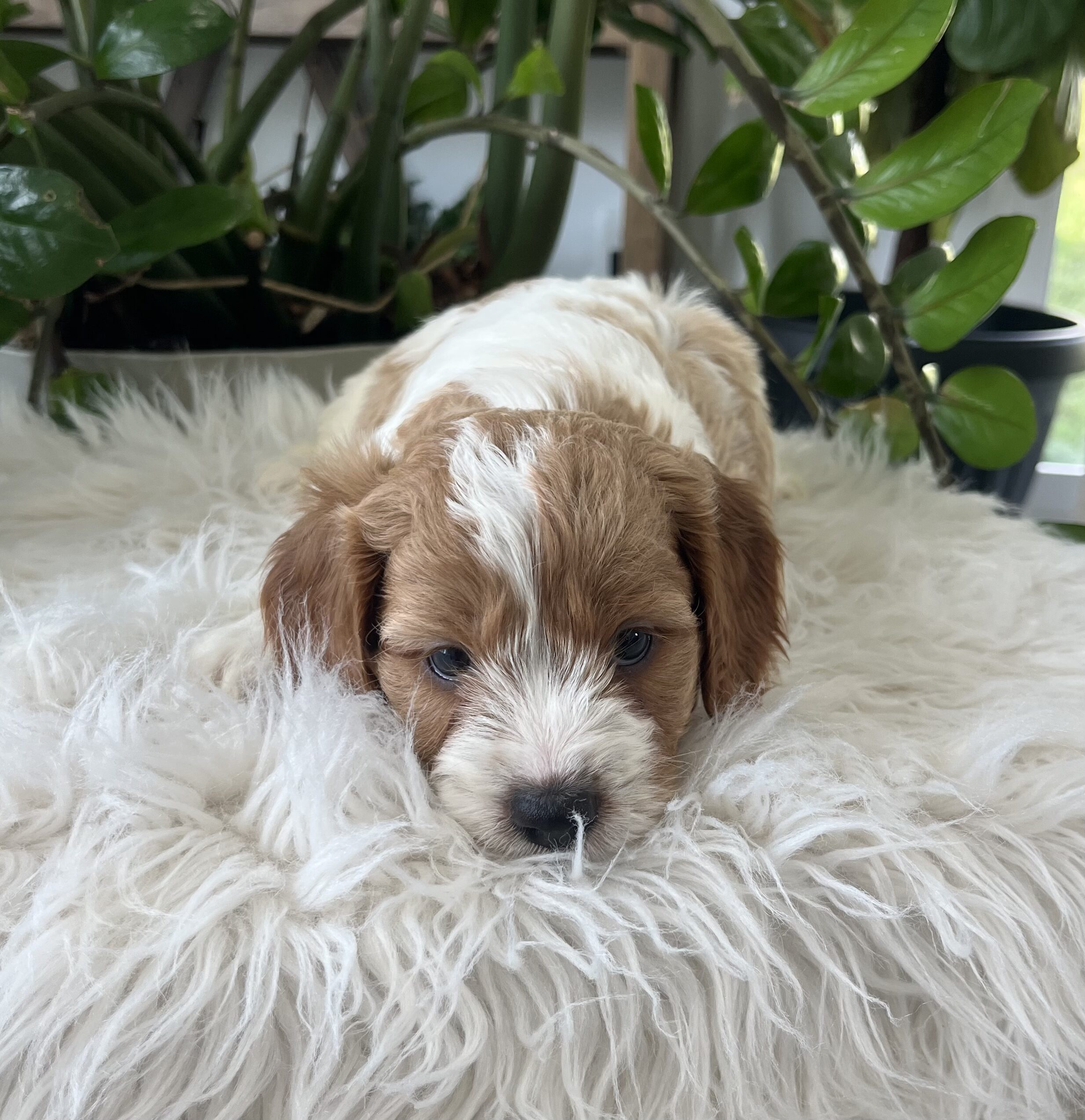 Kiana-Cavapoo Puppy - Image 6