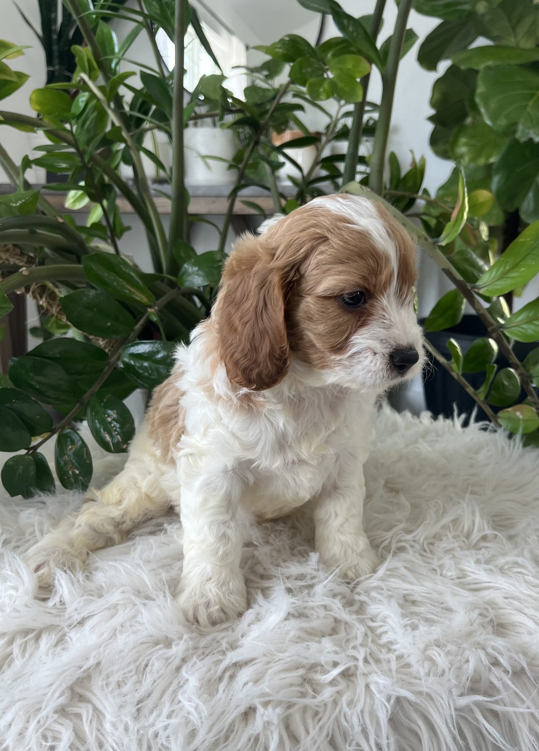 Kiana-Cavapoo Puppy - Image 4