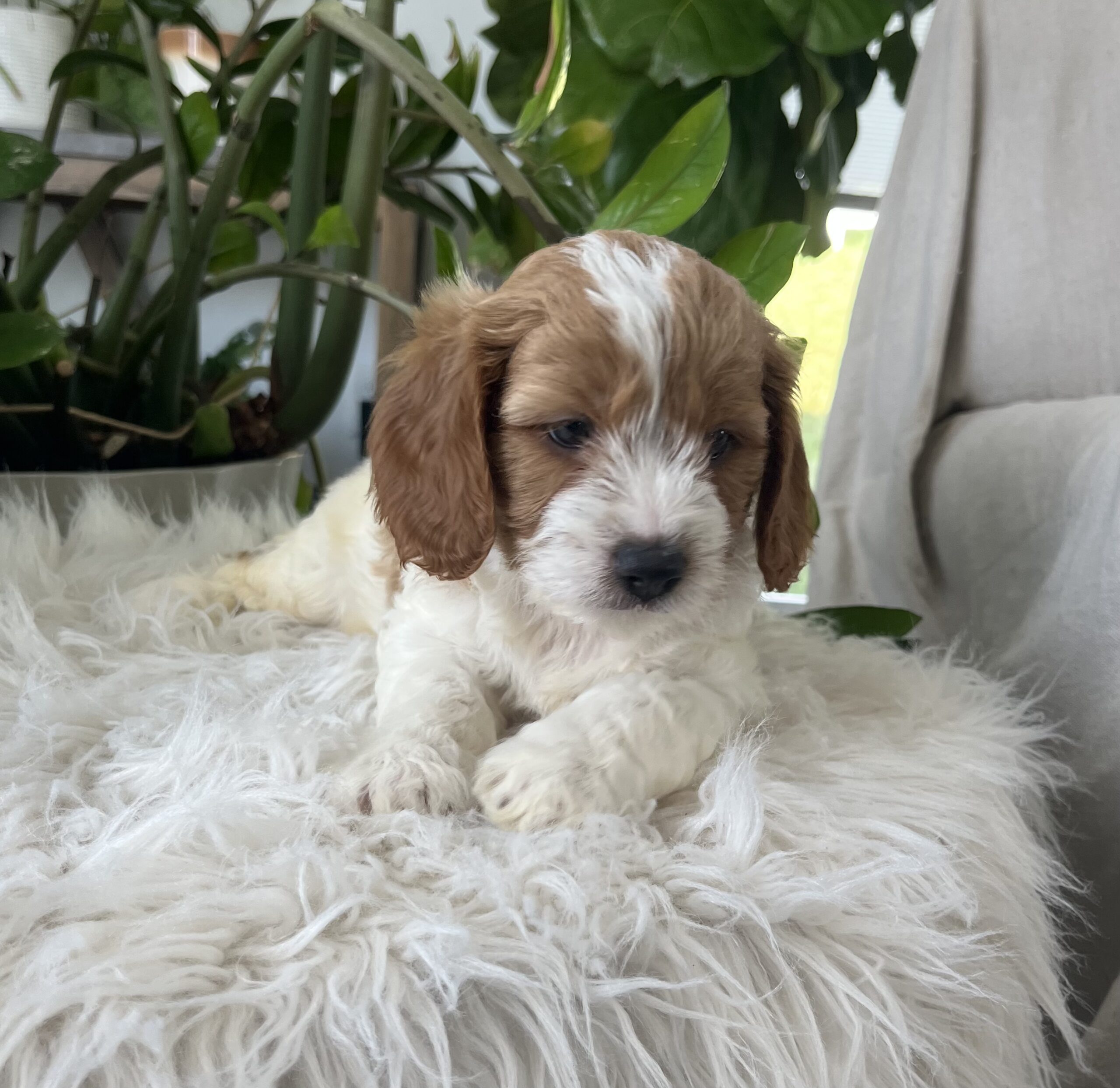Kiana-Cavapoo Puppy - Image 2