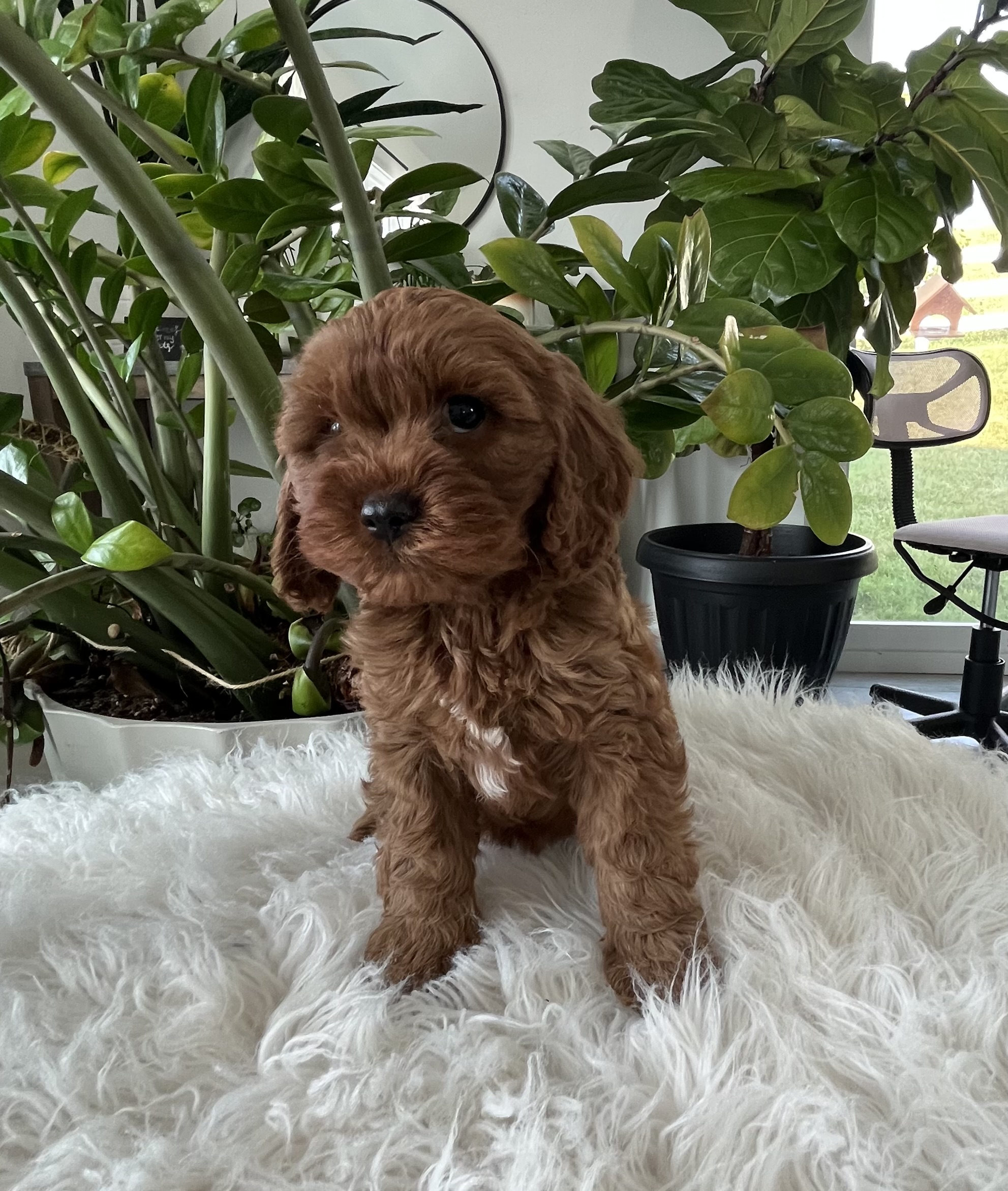 Darcy F1b Cavapoo - Image 4