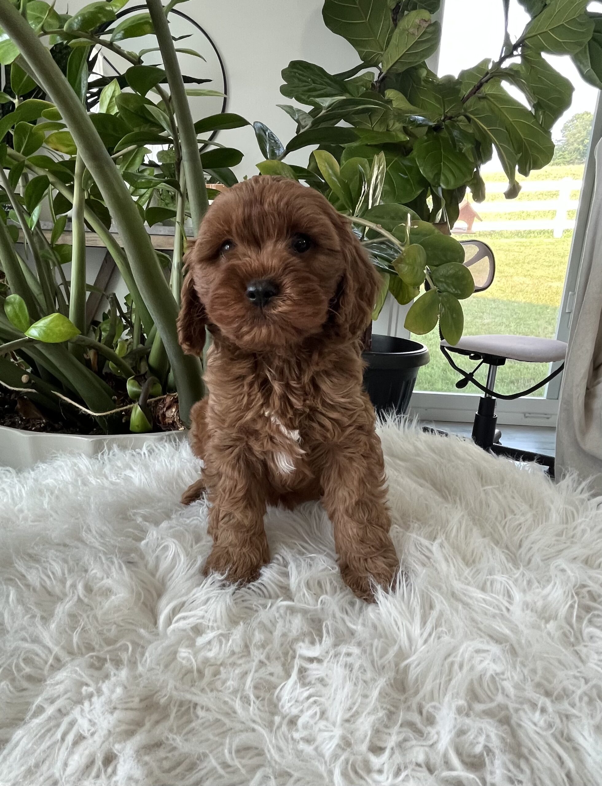 Darcy F1b Cavapoo - Image 3