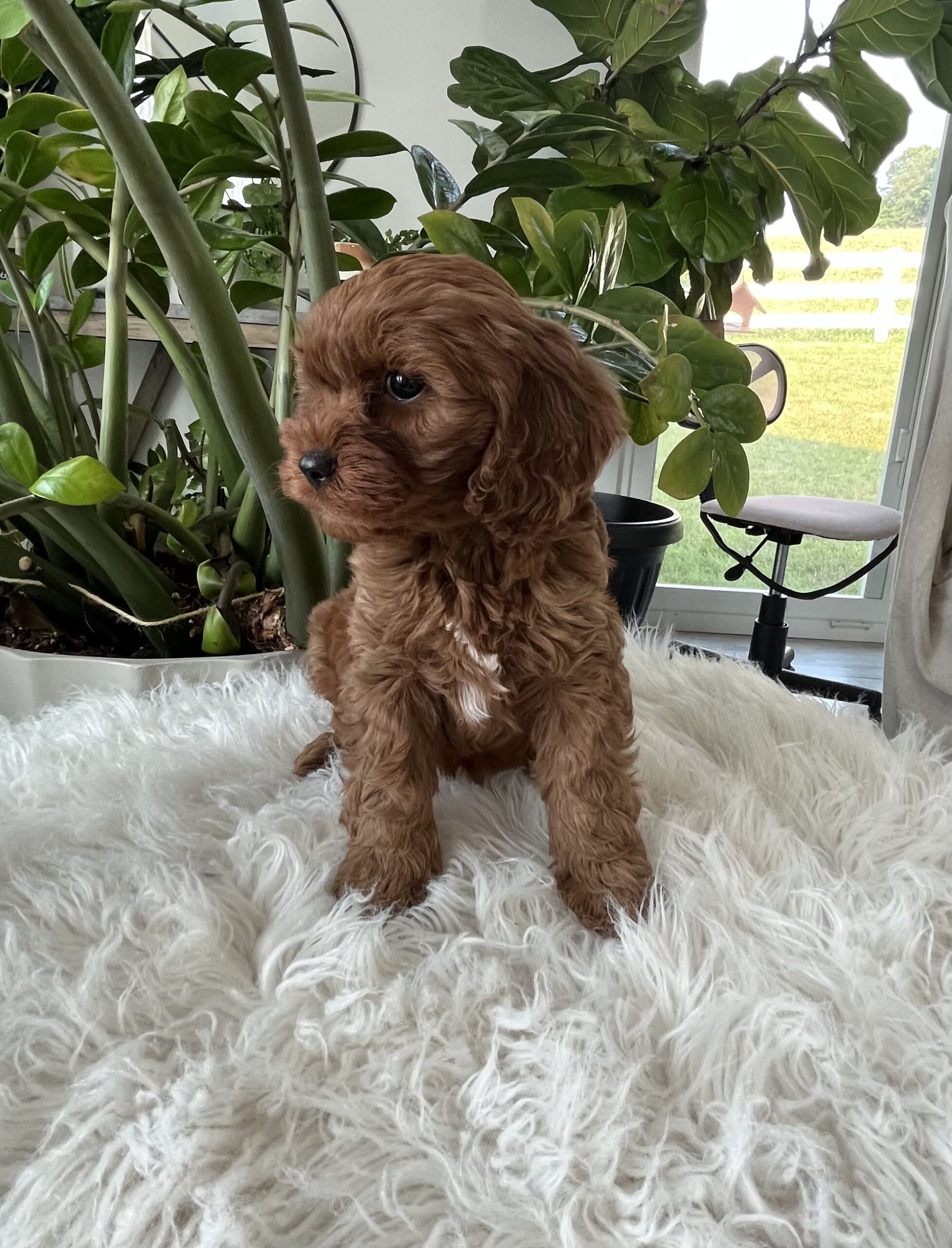 Darcy F1b Cavapoo - Image 6
