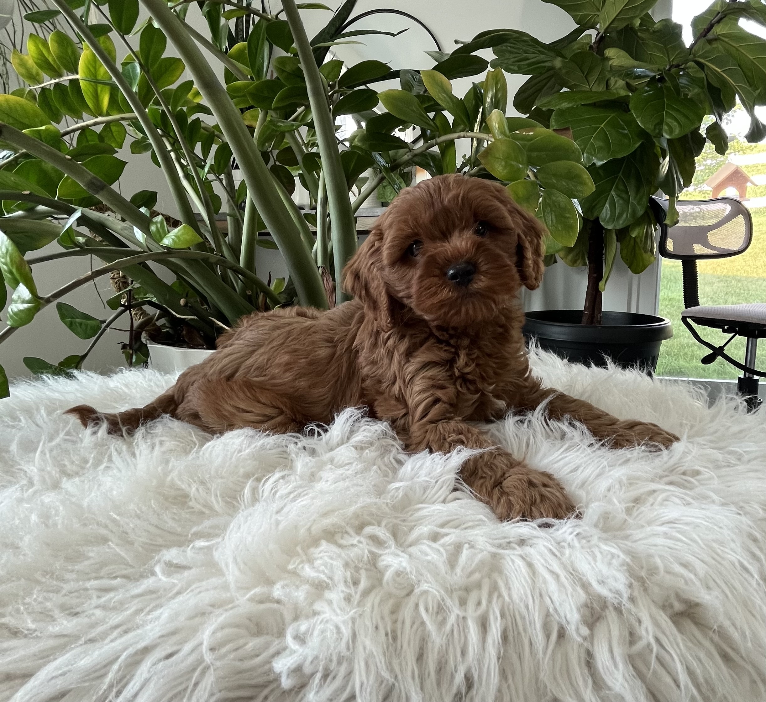 Darcy F1b Cavapoo - Image 2