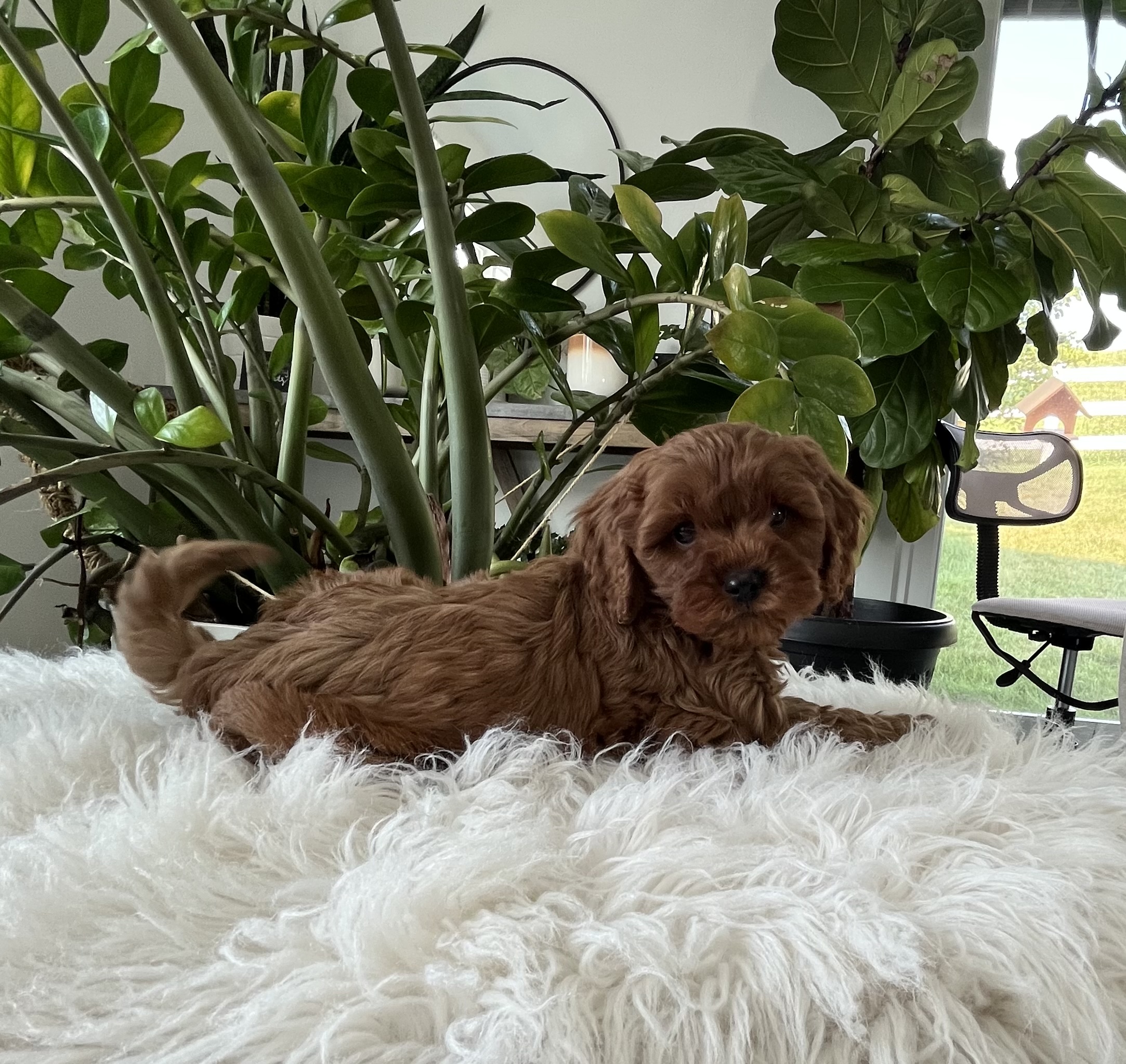 Darcy F1b Cavapoo - Image 5