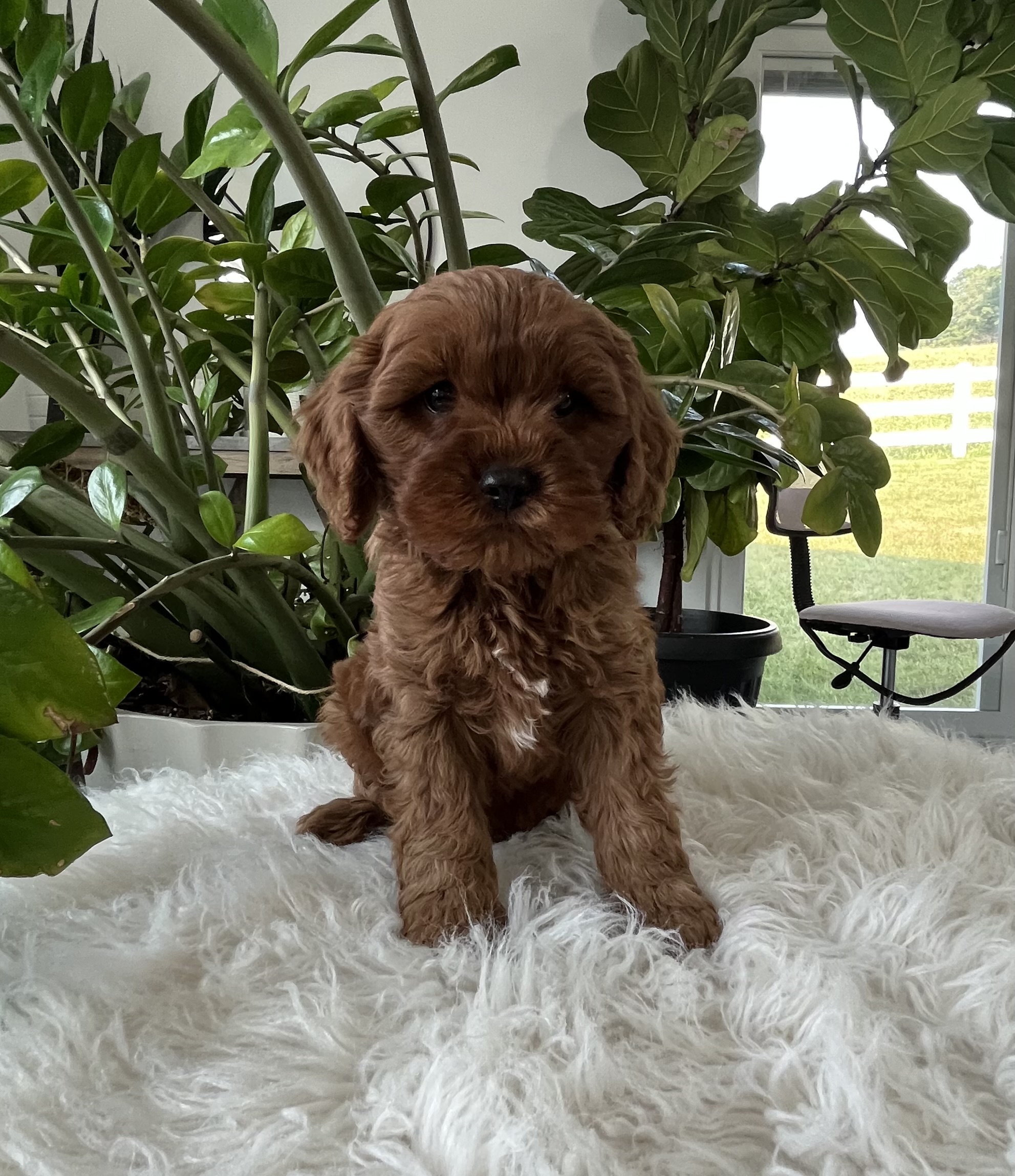 Darcy F1b Cavapoo - Image 7