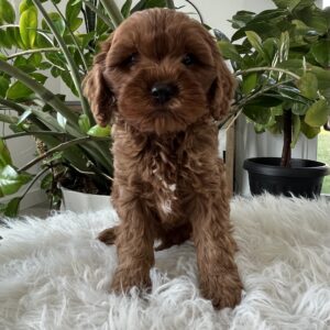 Darcy F1b Cavapoo