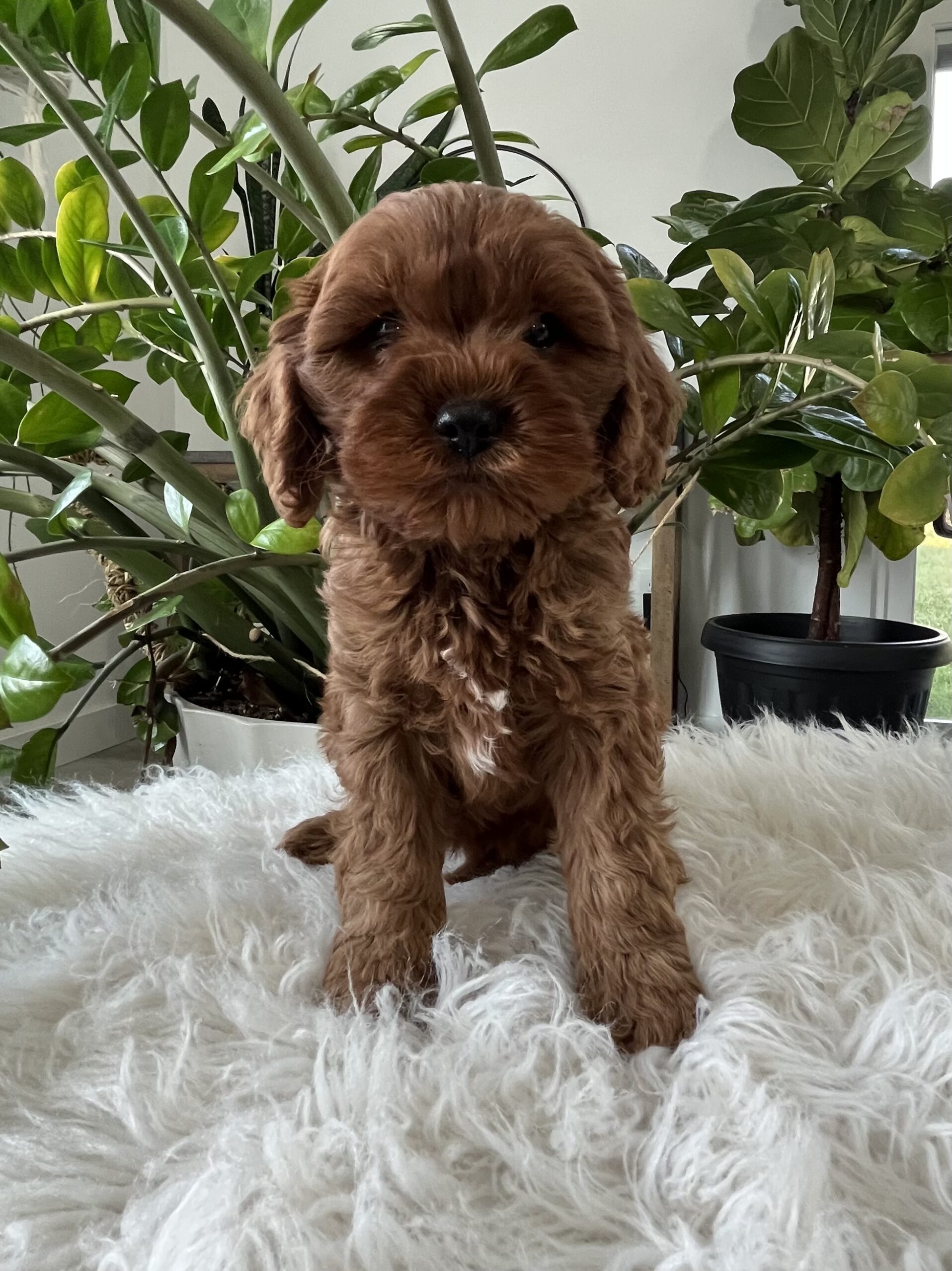 Darcy F1b Cavapoo
