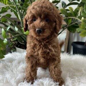 Dixie F1b Cavapoo