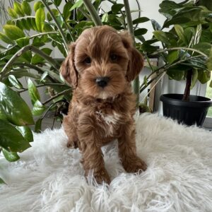 Debby F1b Cavapoo