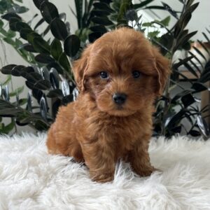 Brody
