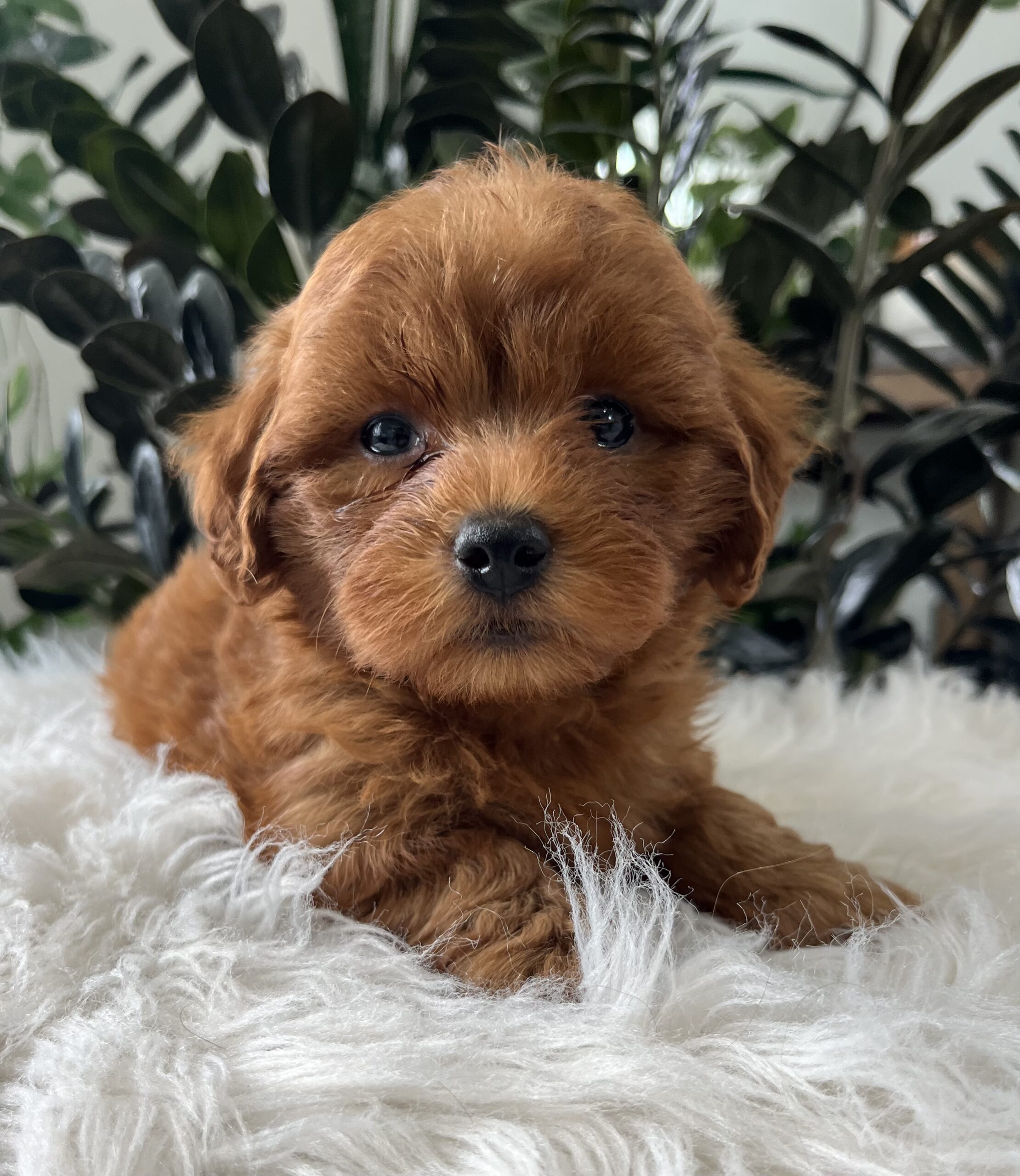 Brody (F1b mini goldendoodle) - Image 2