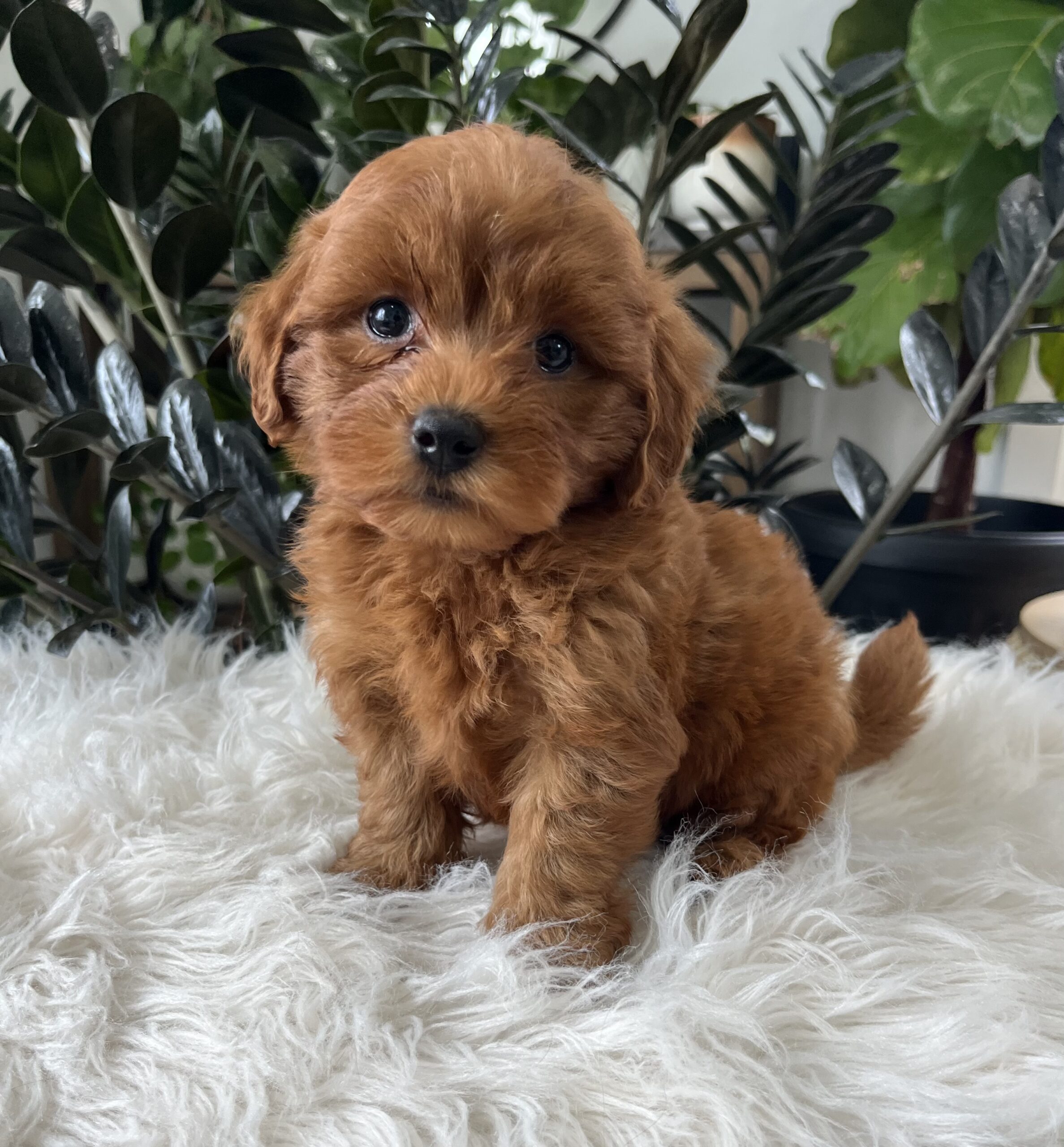 Brody (F1b mini goldendoodle) - Image 3