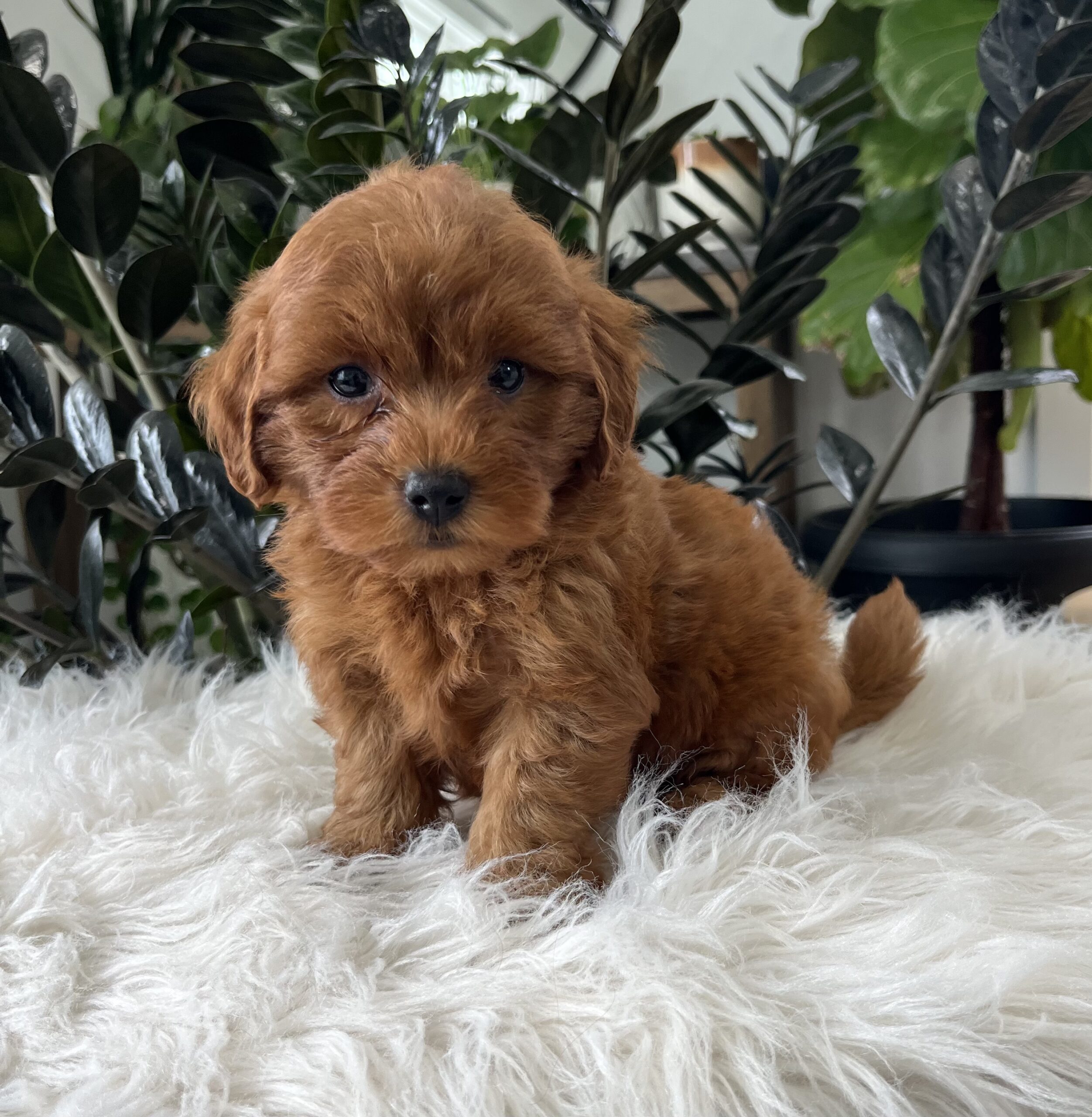 Brody (F1b mini goldendoodle) - Image 4
